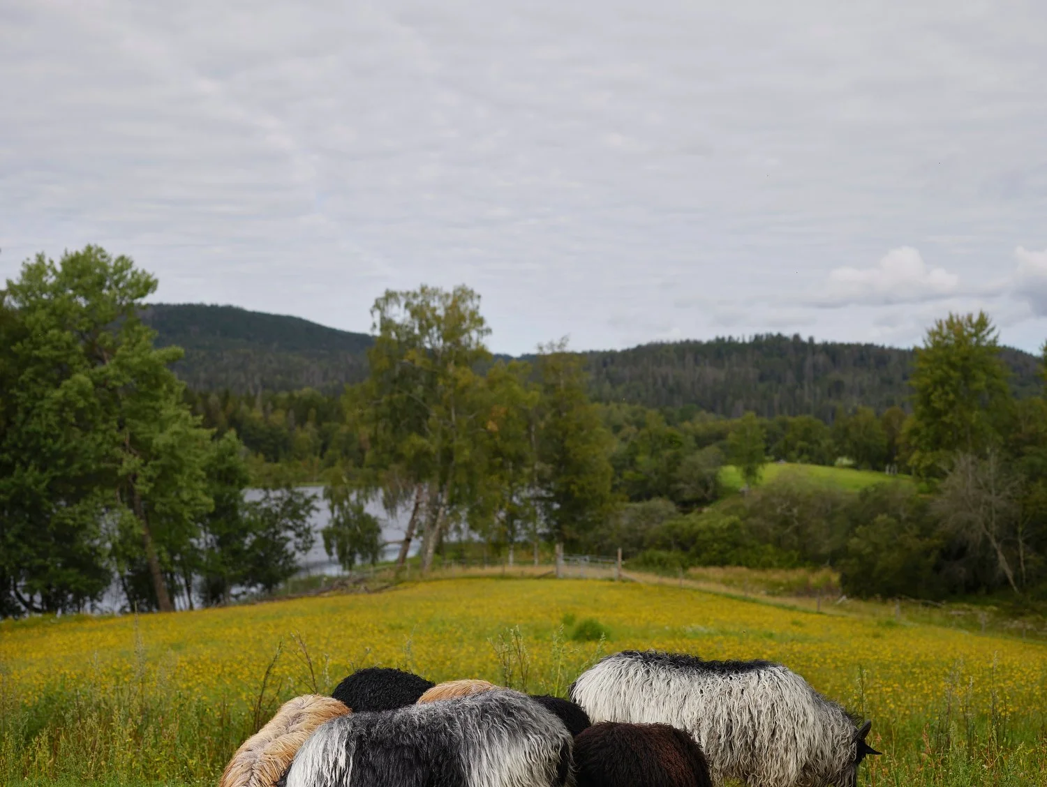 Bogstad Pastoral Study I, Norway