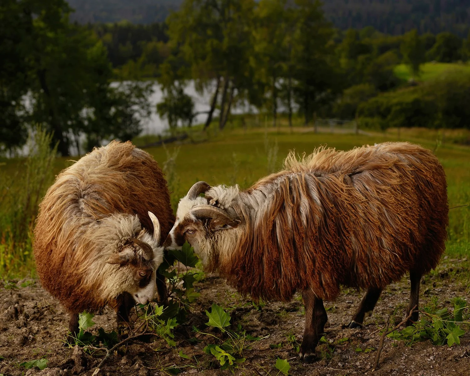 Wickham and Peabody, Bogstad Manor, Norway