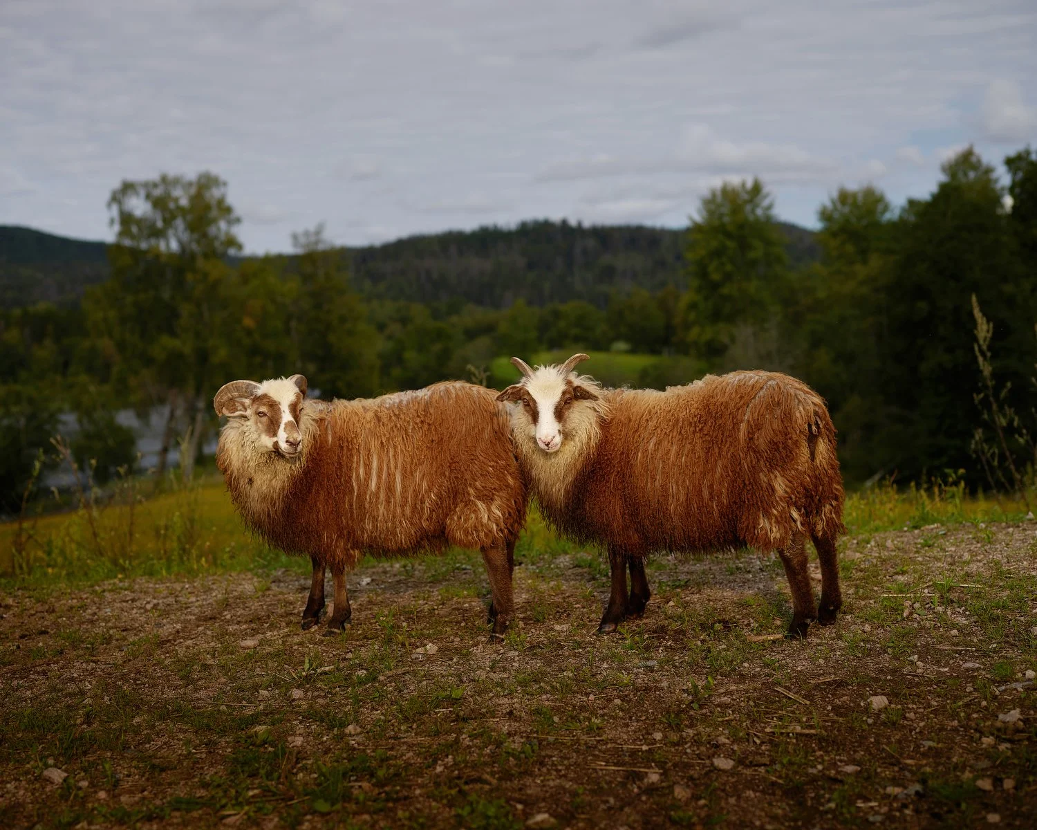 Copper and Ginger, Bogstad Manor, Norway