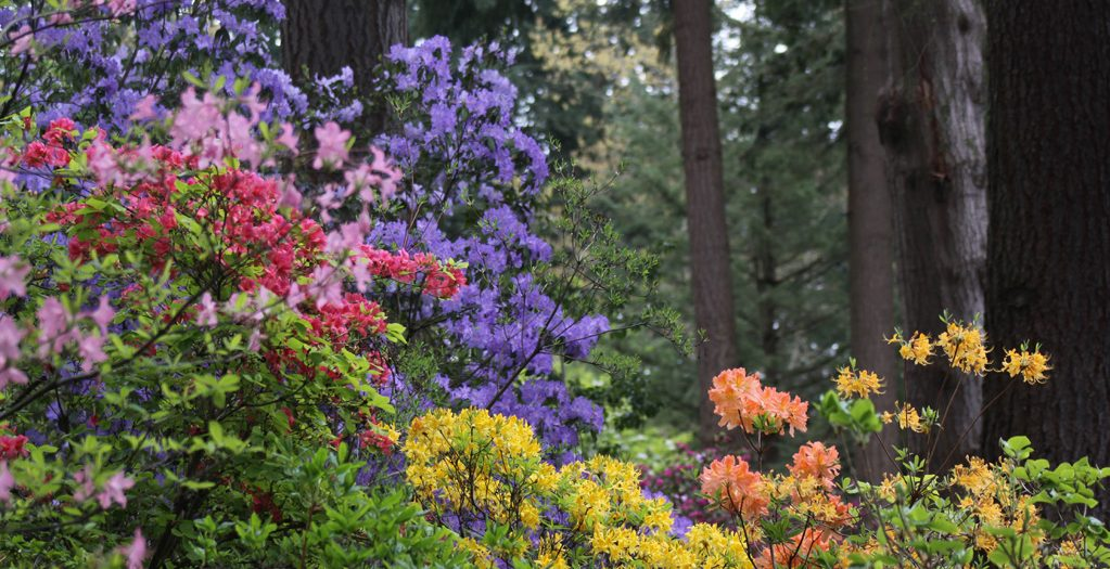 New Horizons Trip | Federal Way Rhododendron Gardens