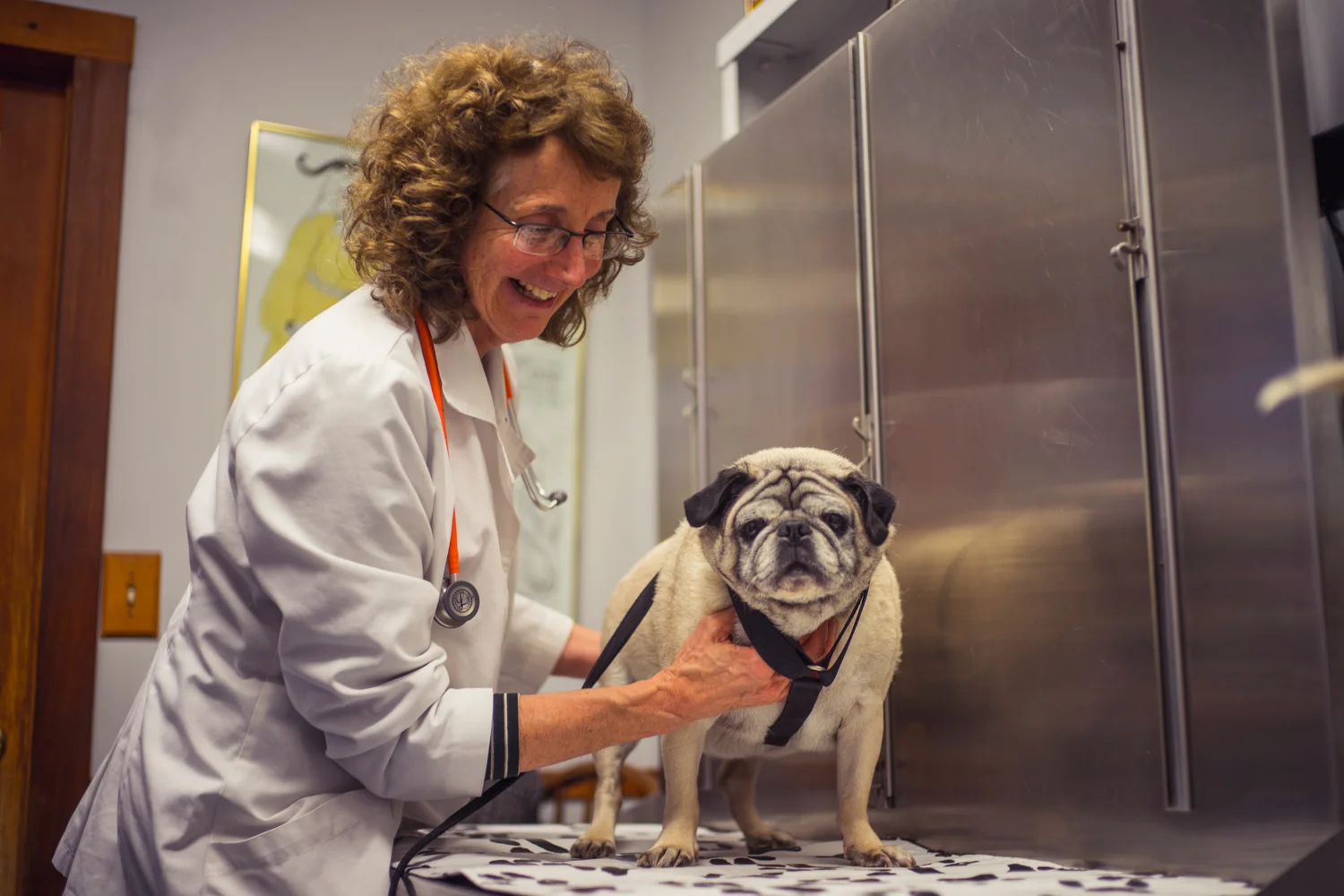 mixed animal veterinarian near me