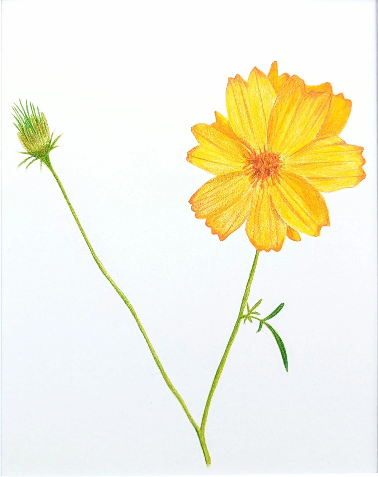 Sunset Cosmo supercropped.jpg