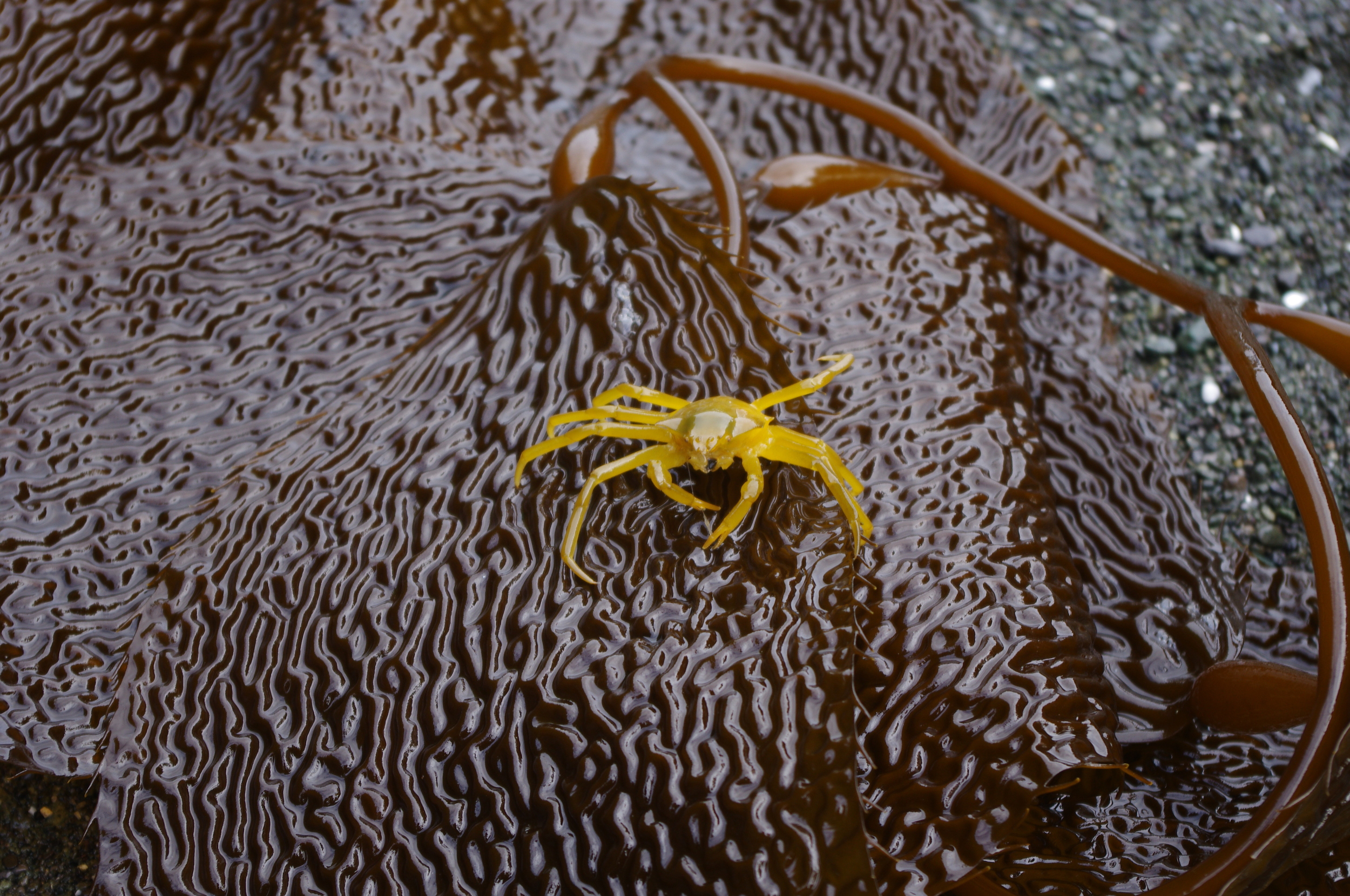 crab kelp.JPG