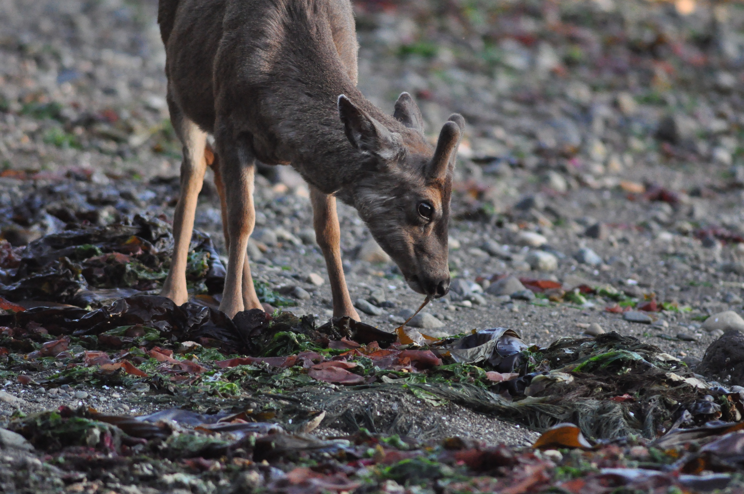 deer eating intertidal.JPG