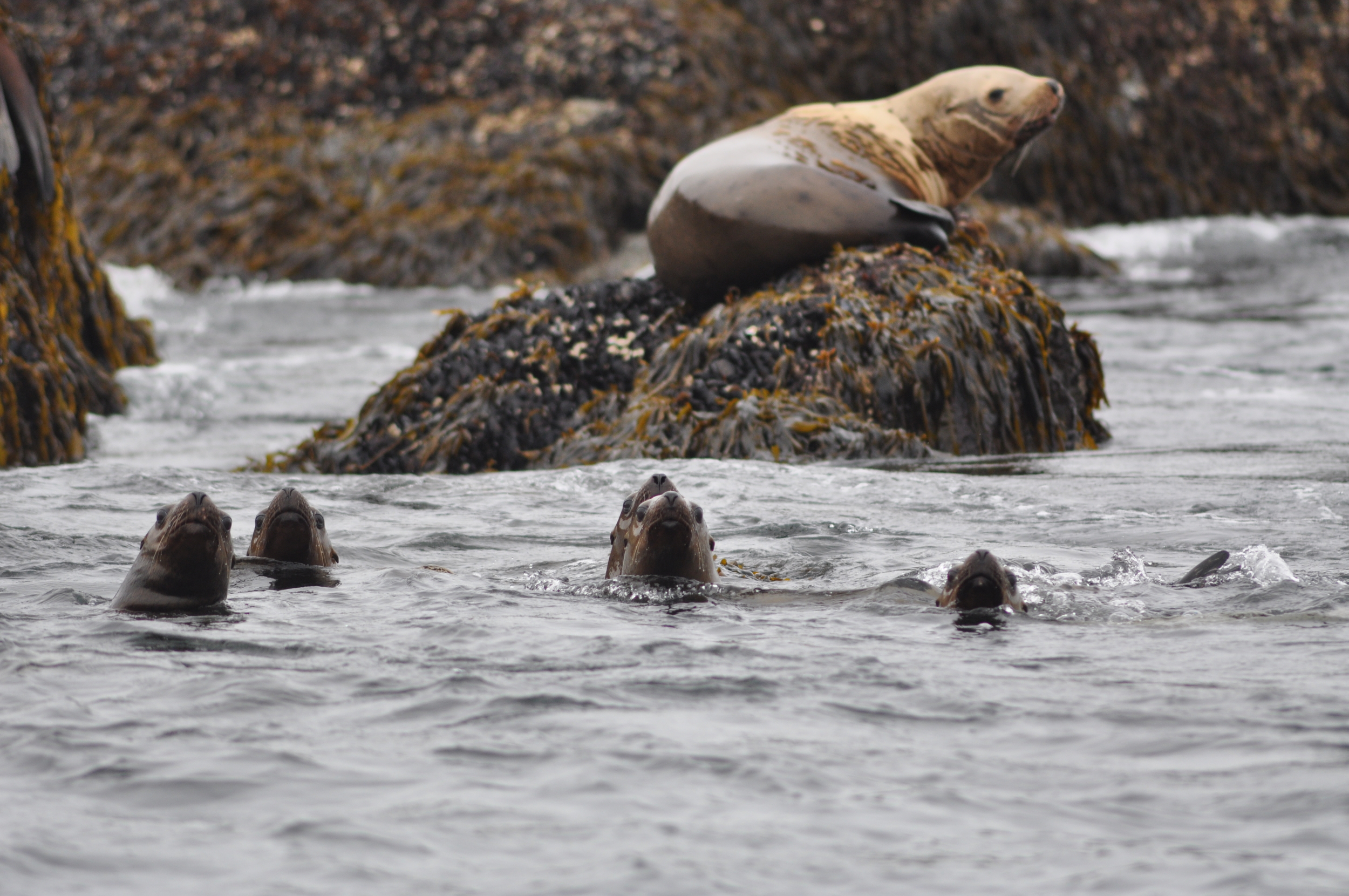 sealions2.JPG