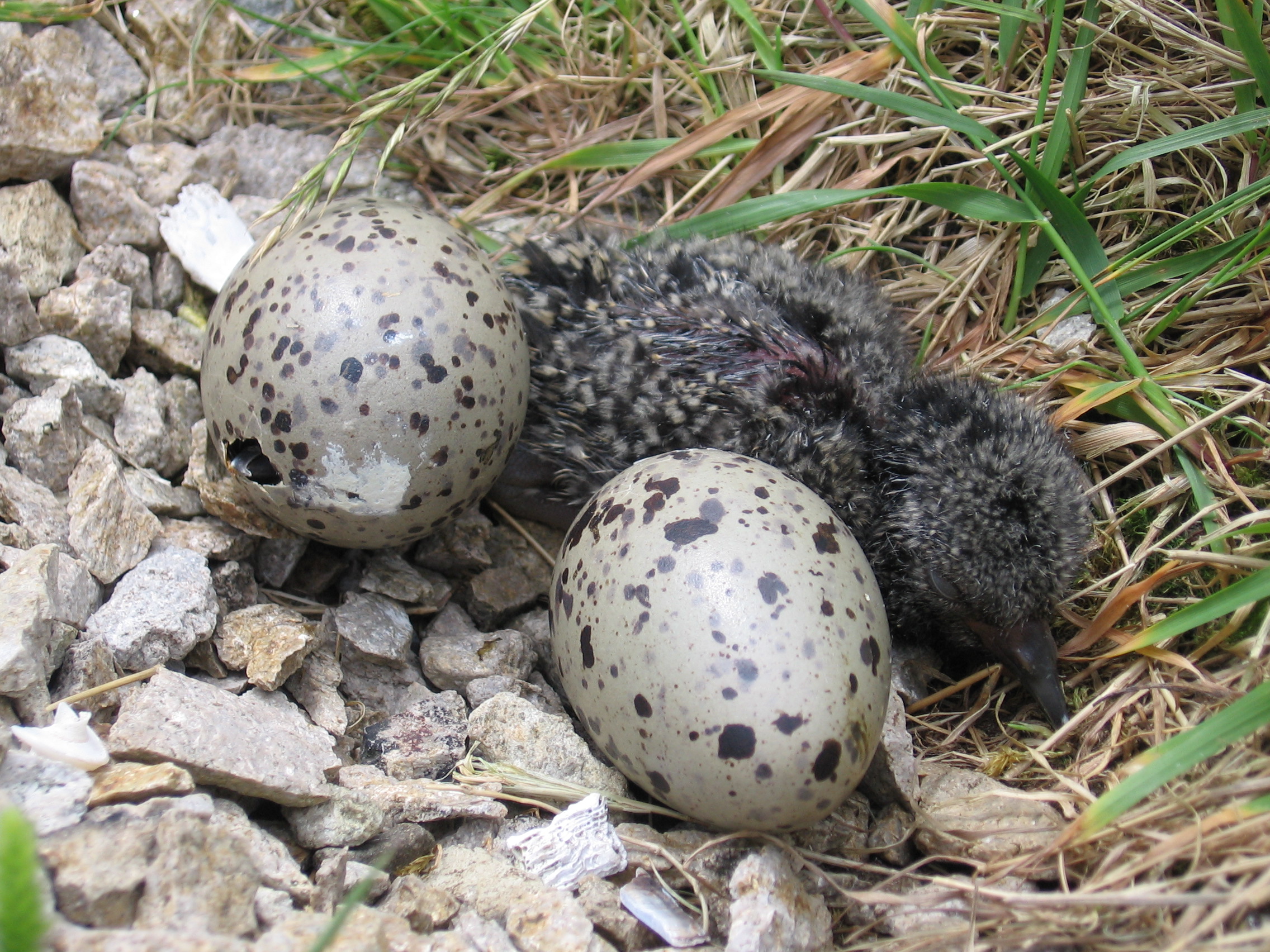 BLOY eggs and chick.JPG