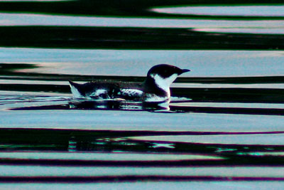 Marbled-Murrelet---Doug-Bro.jpg