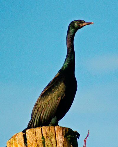 Pelagic-Cormorant---Doug-Br.jpg