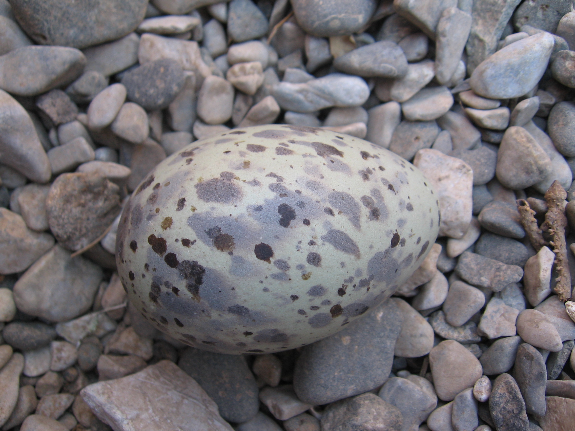 PIGU egg.jpg