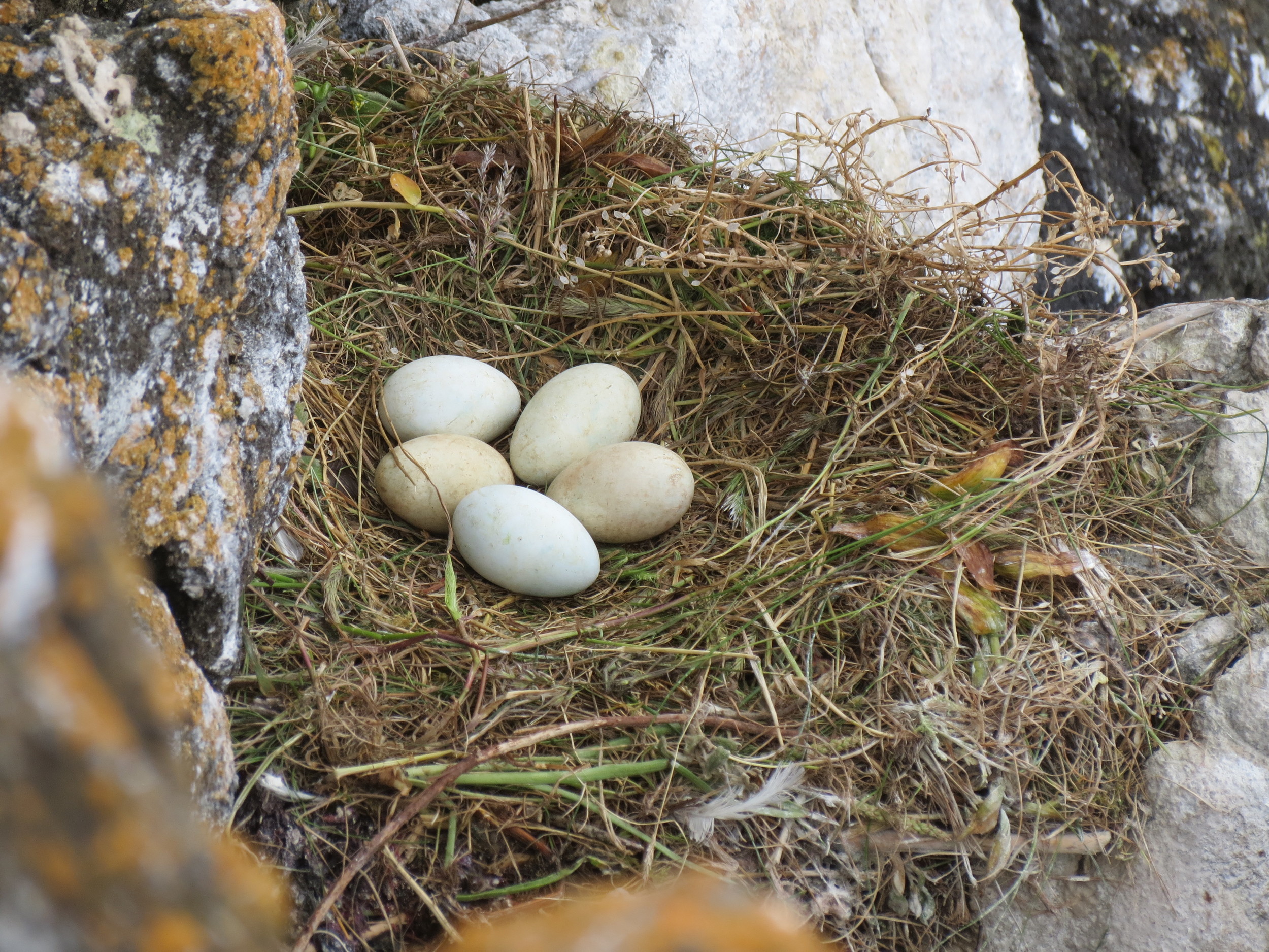 Pelagic Cormorant Nest - with eggs Lost Island.JPG