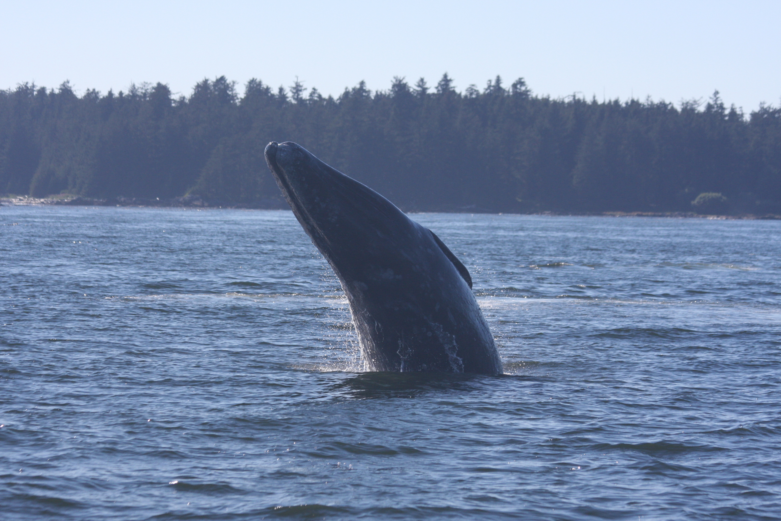 Lunging Gray Whale, Clayoquot Sound, BC, Kyle.jpg