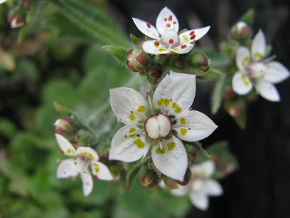 alaska saxifrage.JPG