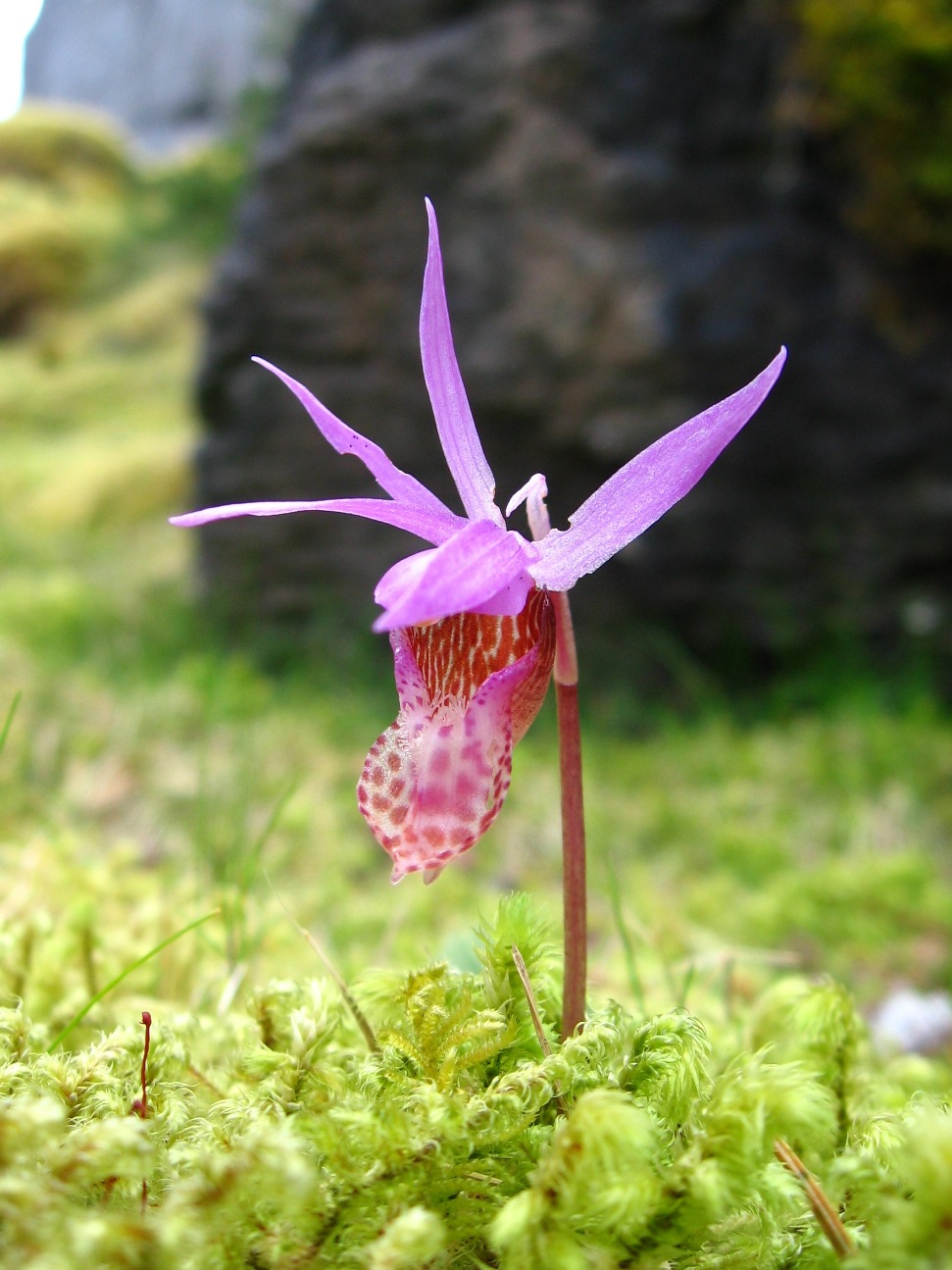Fairyslippers are blooming all over the island.JPG