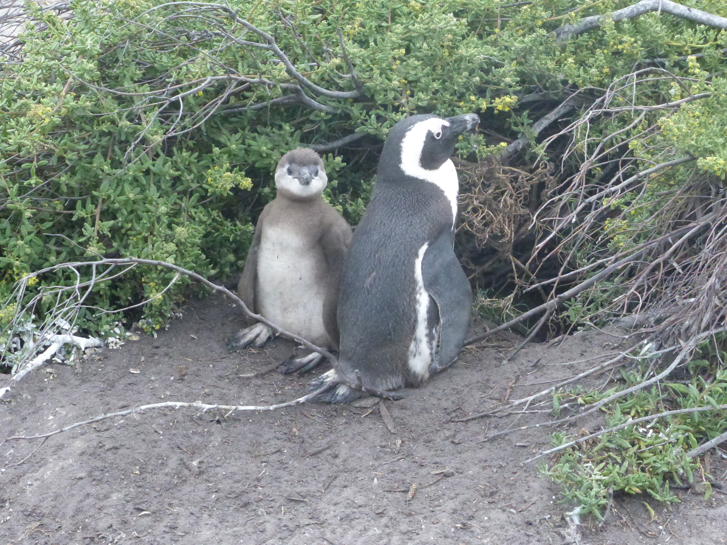 Penguin and chick at burrow.jpg