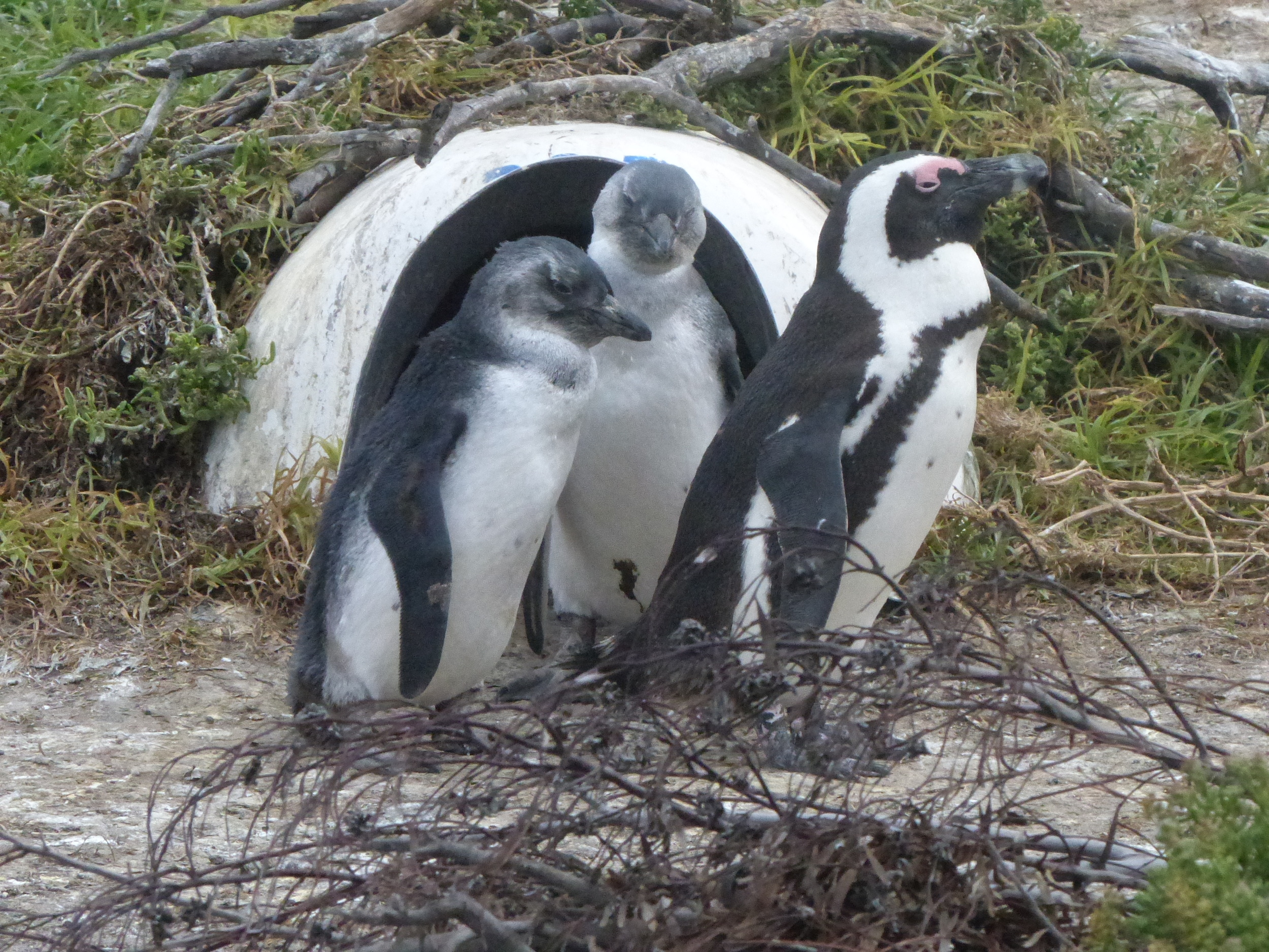 Penguin 2 chicks and artificial burrow.JPG