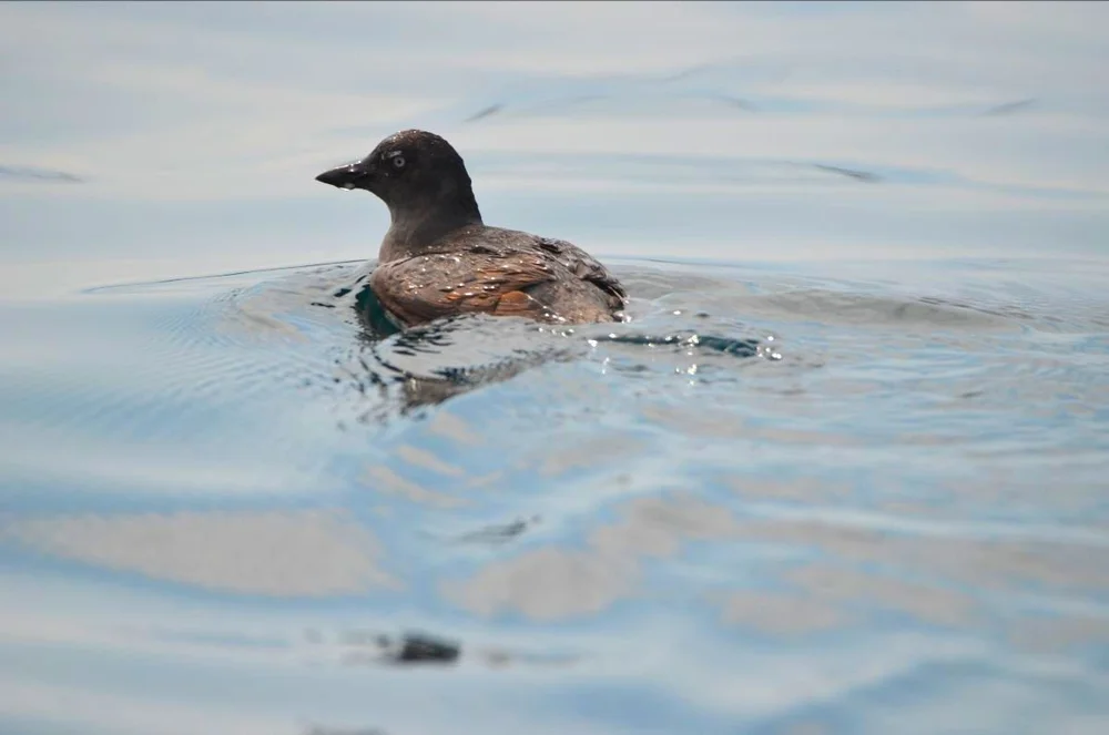 Cassin's Auklet photo by 2022 Intern Andrew Jacobs.