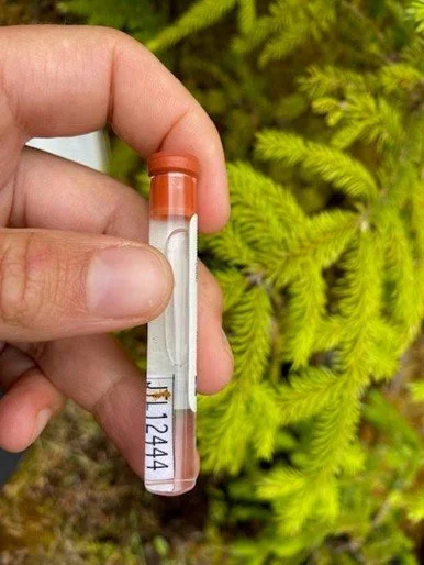 Ant sample collecting.