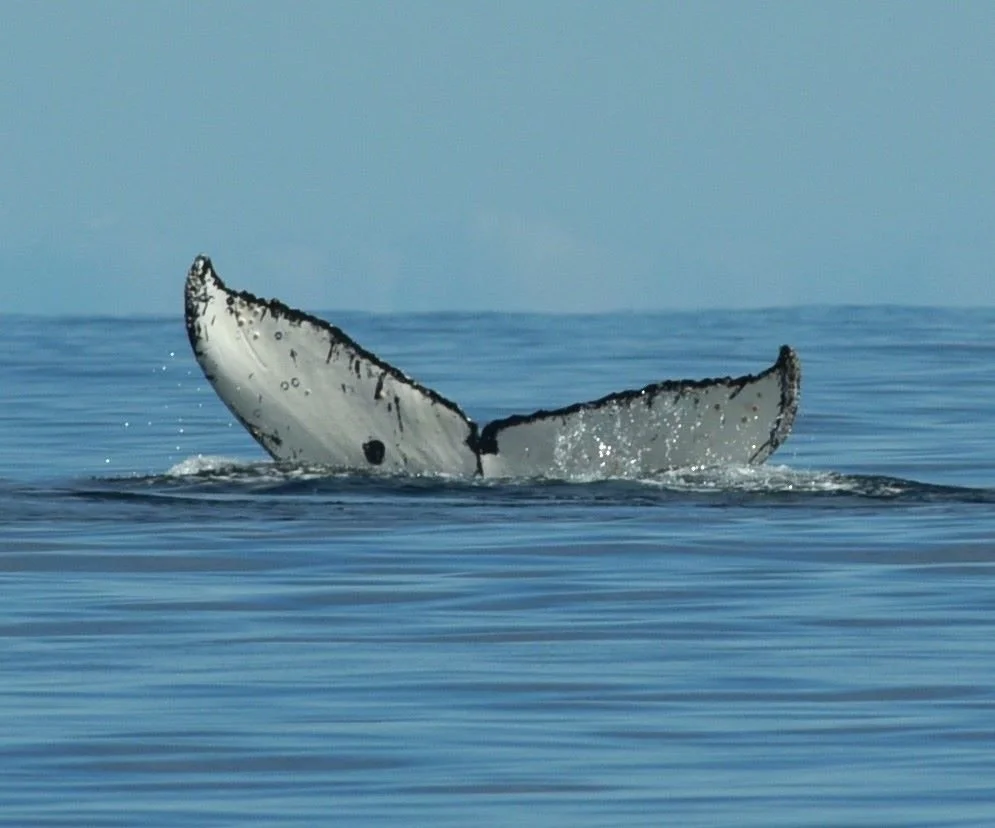 fig. 1 Humpback fluke. 