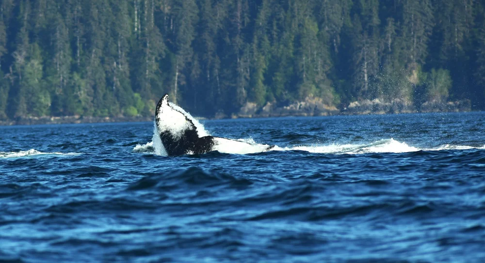 fig. 2 Humpback fluke.