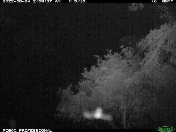 Figure 10: Andrew Jacobs and Jesse Beaubier-Brulotte capture a Storm Petrel at 2:09am flying around camp. 