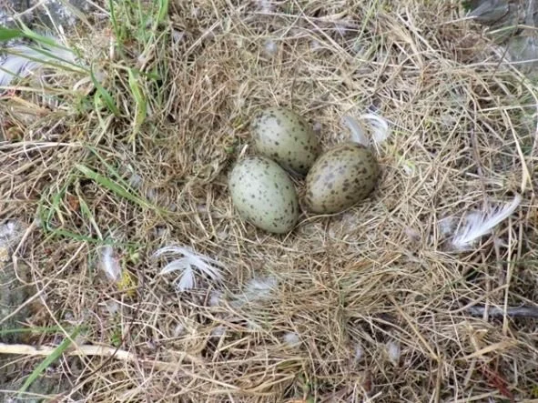 Figure 5: A beautiful clutch of 3 Glaucous-winged Gull eggs wait patiently to hatch on Reef Island.