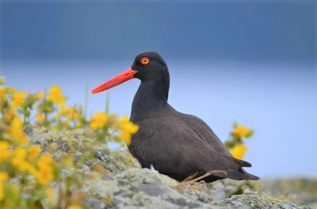 Figure 1: A Black Oystercatcher poses on Kingsway Rock attempting to distract us from its scrape. Note how similar the eye colour is to the Monkey Flower growing in the foreground. 