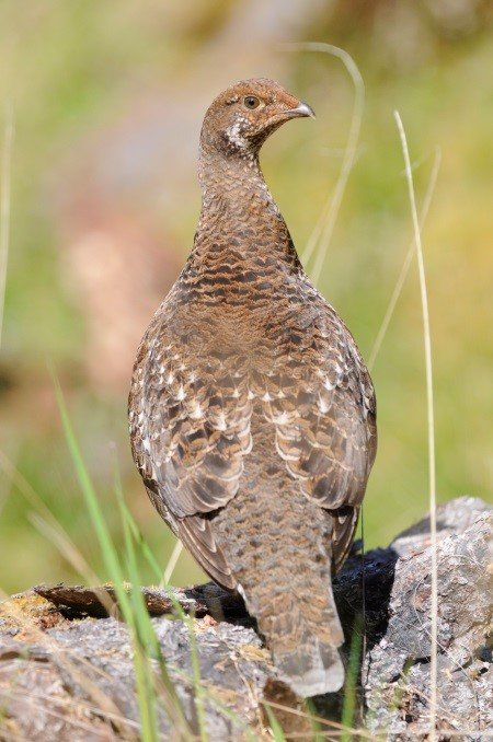 Female Sooty Grouse.