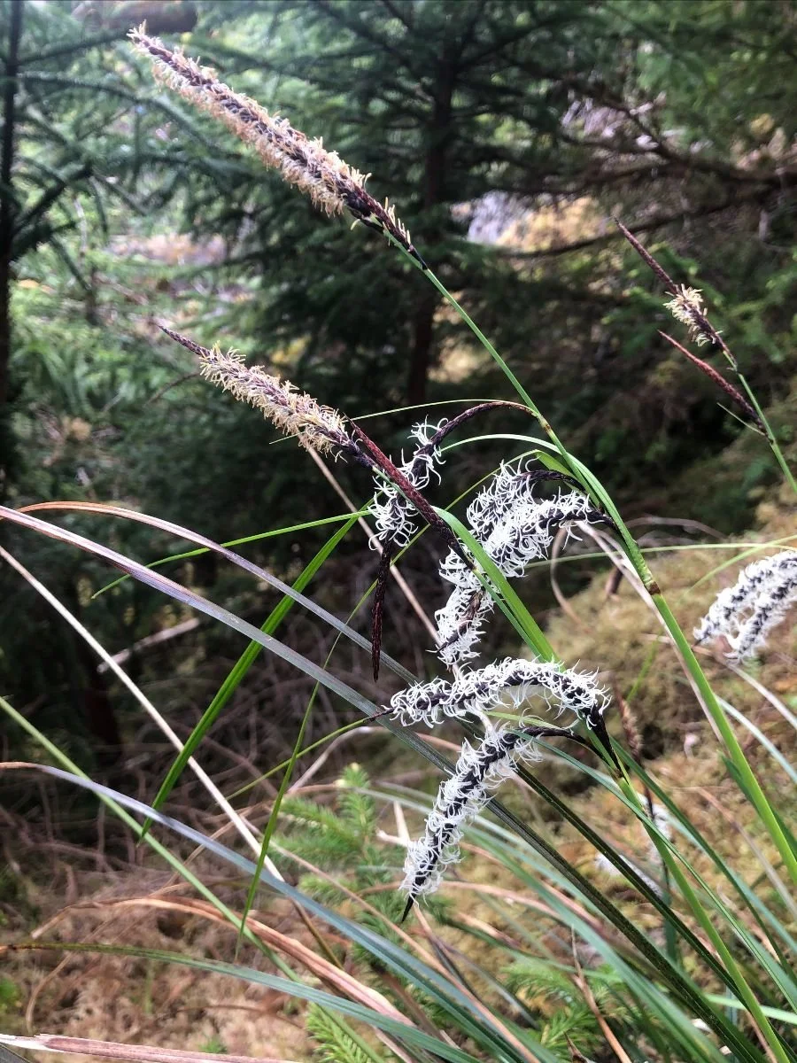 Carex deweyana (Dewey Sedge) in bloom.&nbsp;
