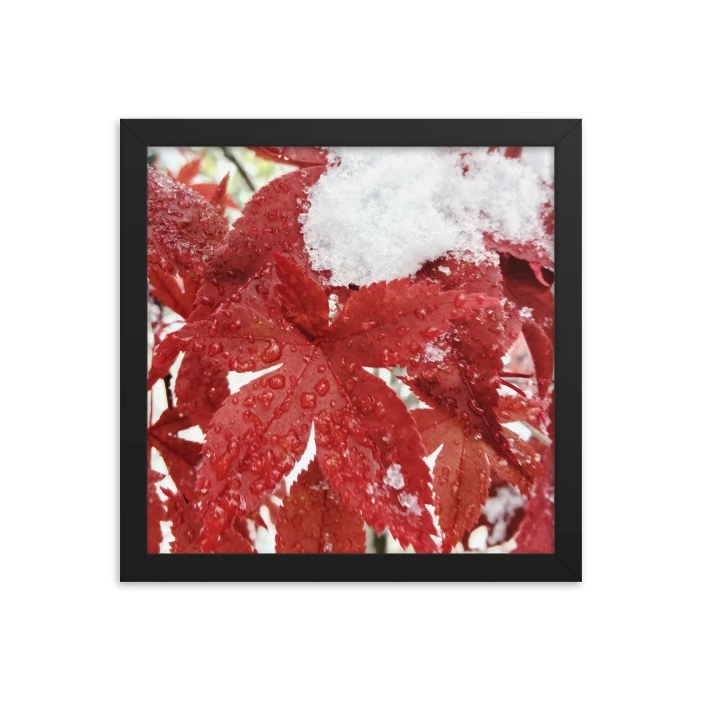 premium-luster-photo-paper-framed-poster-(in)-black-12x12-transparent-63fbc85c79593.jpg
