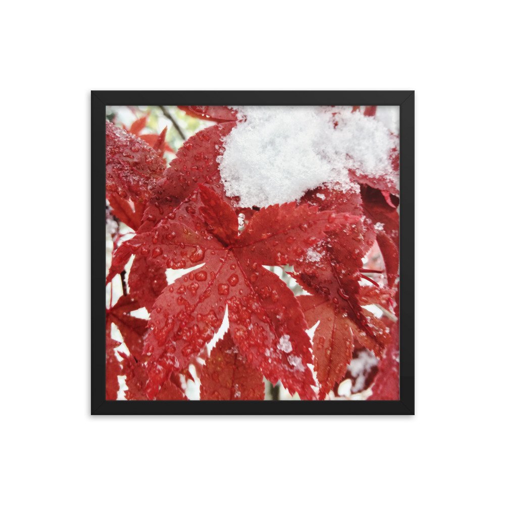 premium-luster-photo-paper-framed-poster-(in)-black-16x16-transparent-63fbc85c796f0.jpg