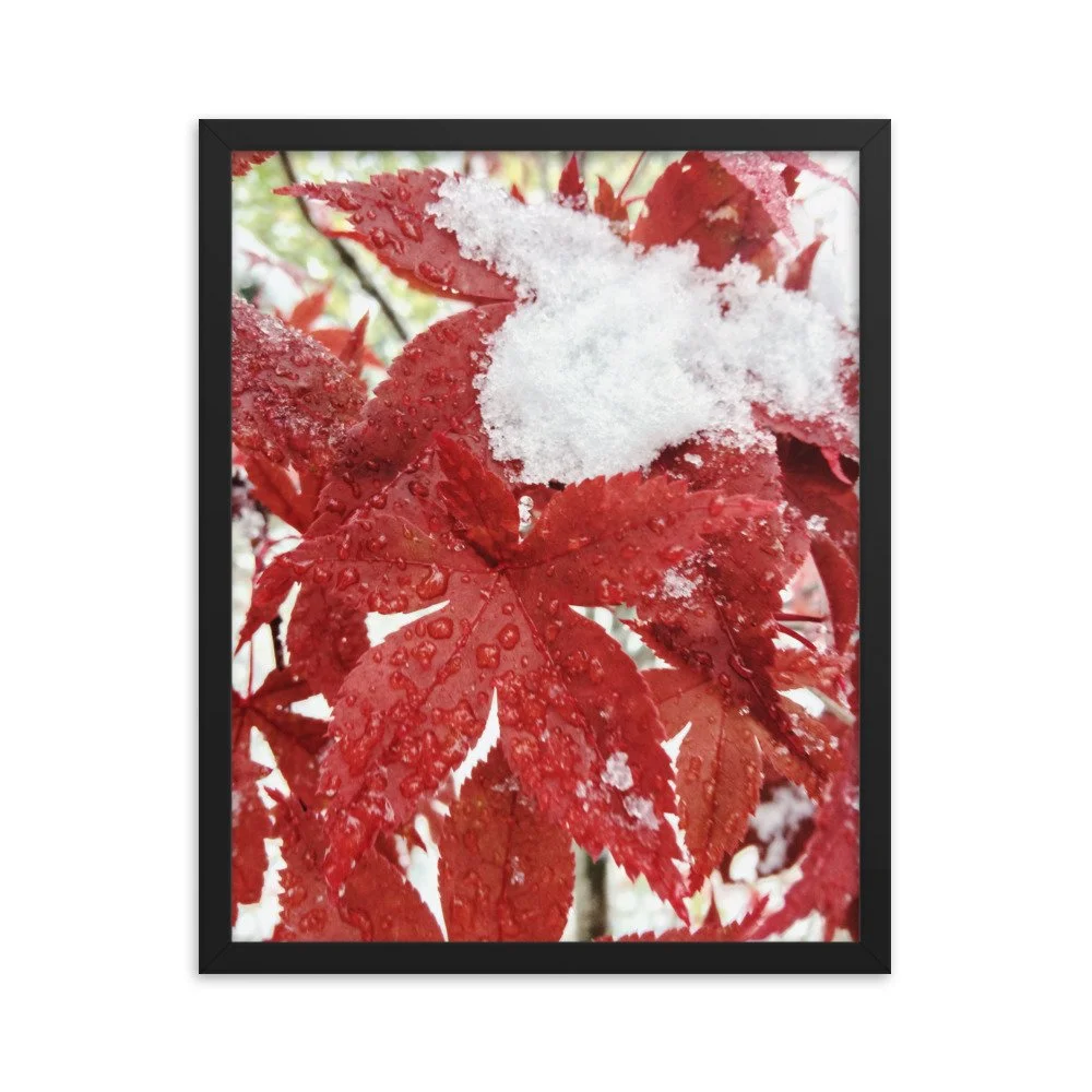 premium-luster-photo-paper-framed-poster-(in)-black-16x20-transparent-63fbc85c79791.jpg