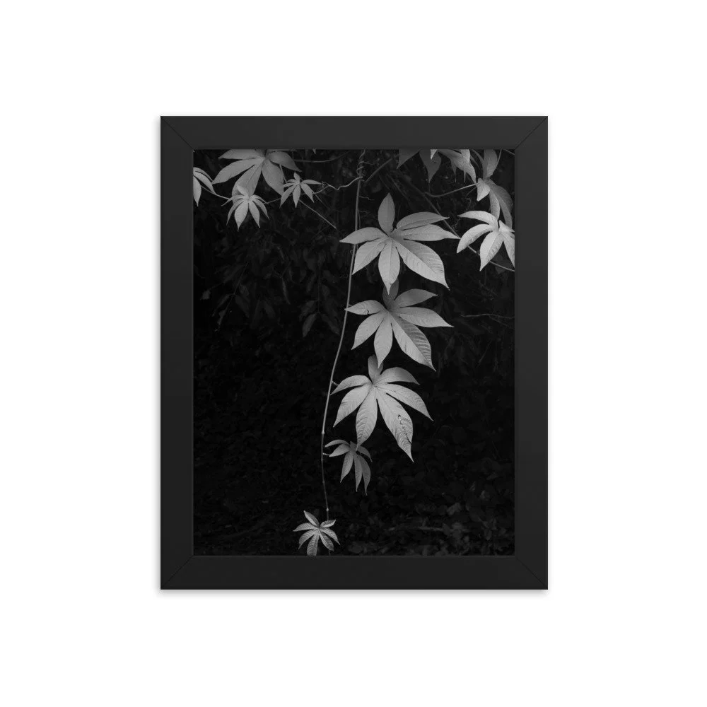 premium-luster-photo-paper-framed-poster-(in)-black-8x10-transparent-63fc140869fdc.jpg
