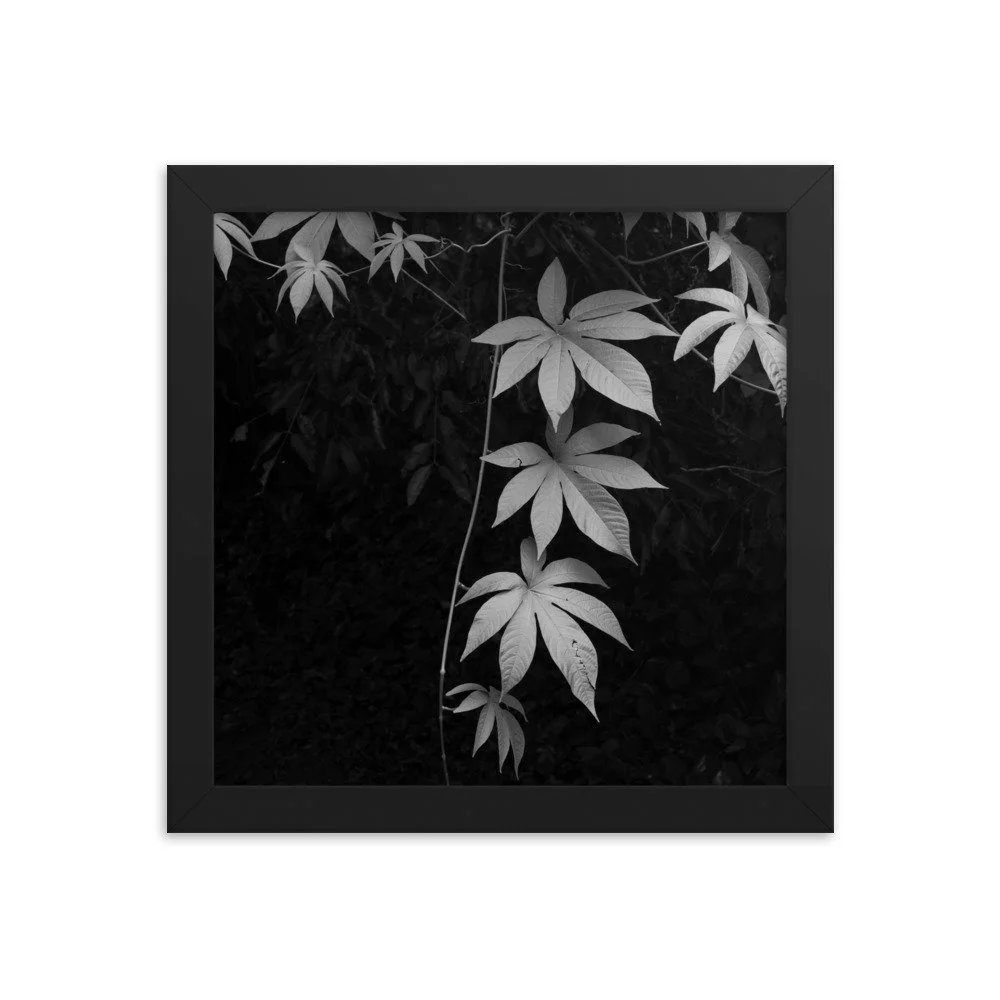premium-luster-photo-paper-framed-poster-(in)-black-10x10-transparent-63fc14086a0fd.jpg