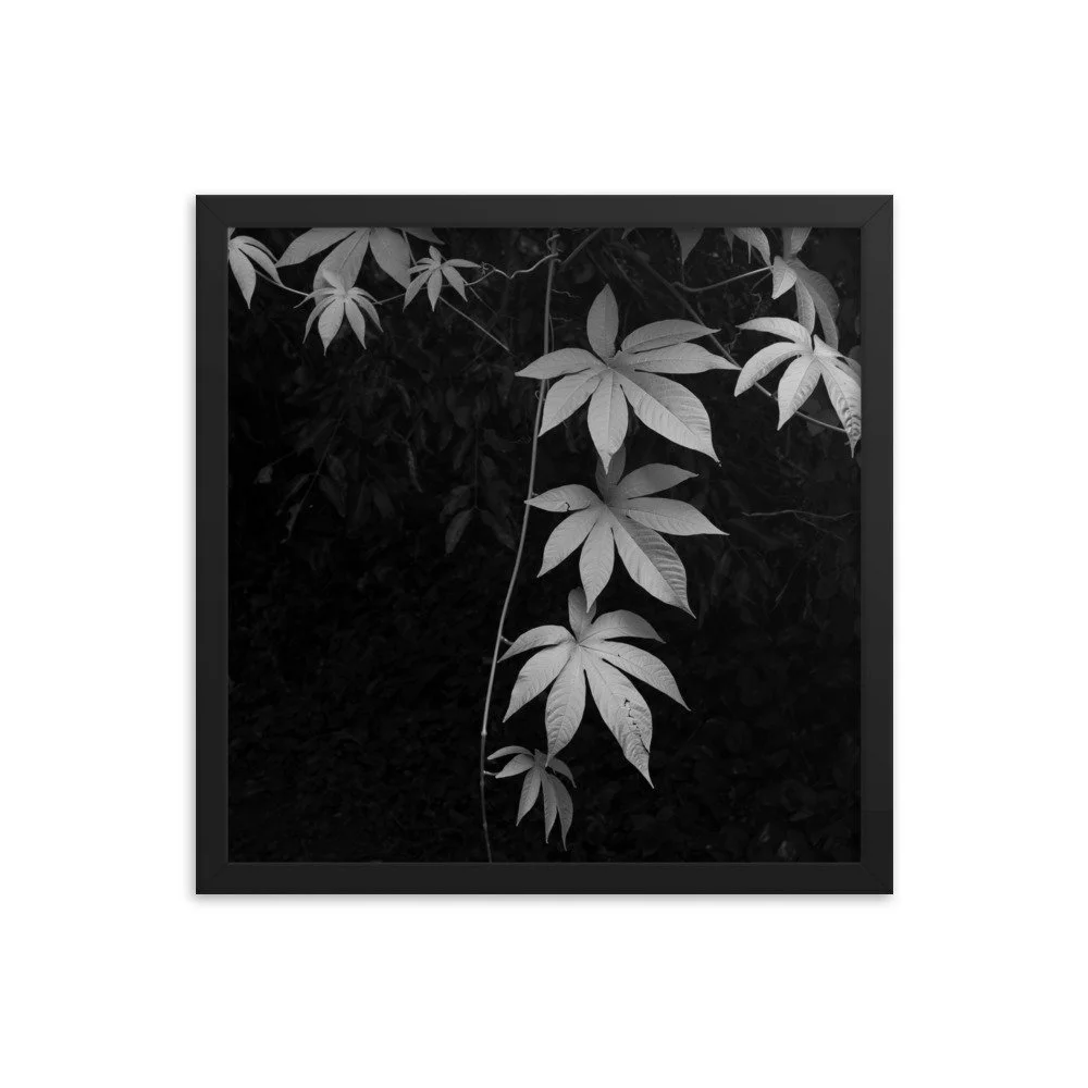 premium-luster-photo-paper-framed-poster-(in)-black-16x16-transparent-63fc14086a5d3.jpg