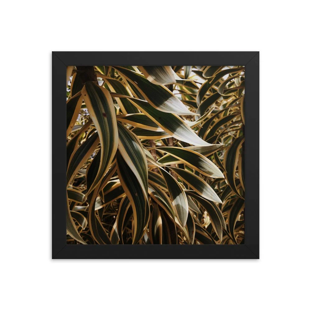 premium-luster-photo-paper-framed-poster-(in)-black-10x10-transparent-63fc21148b443.jpg