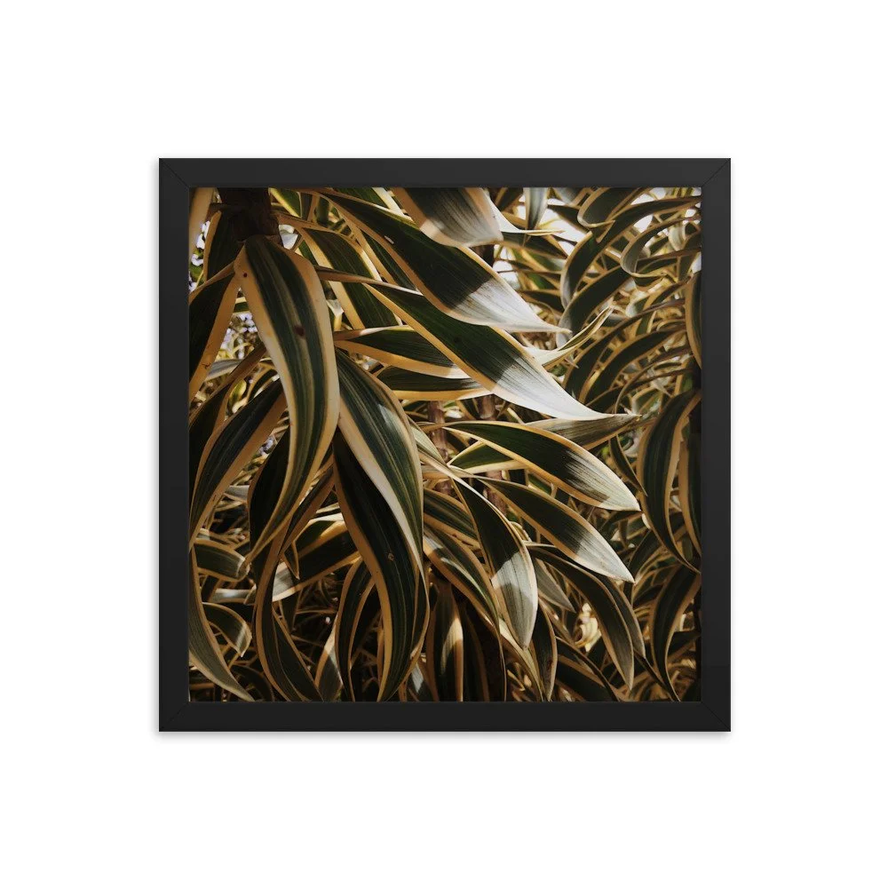 premium-luster-photo-paper-framed-poster-(in)-black-14x14-transparent-63fc21148b629.jpg
