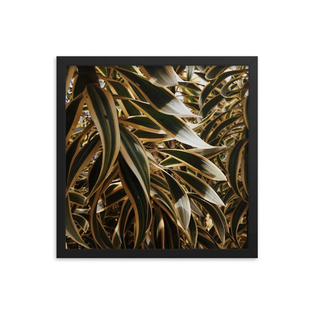 premium-luster-photo-paper-framed-poster-(in)-black-16x16-transparent-63fc21148b6ed.jpg
