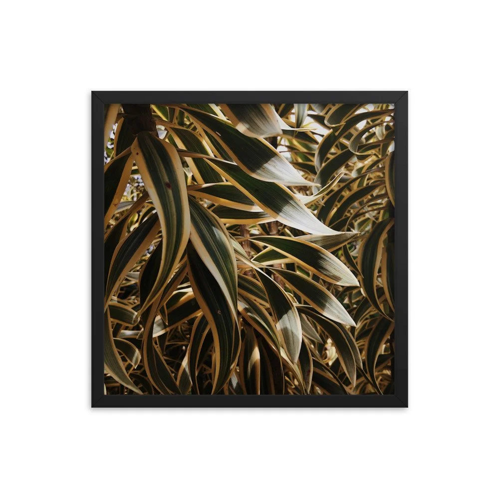 premium-luster-photo-paper-framed-poster-(in)-black-18x18-transparent-63fc21148b7bb.jpg
