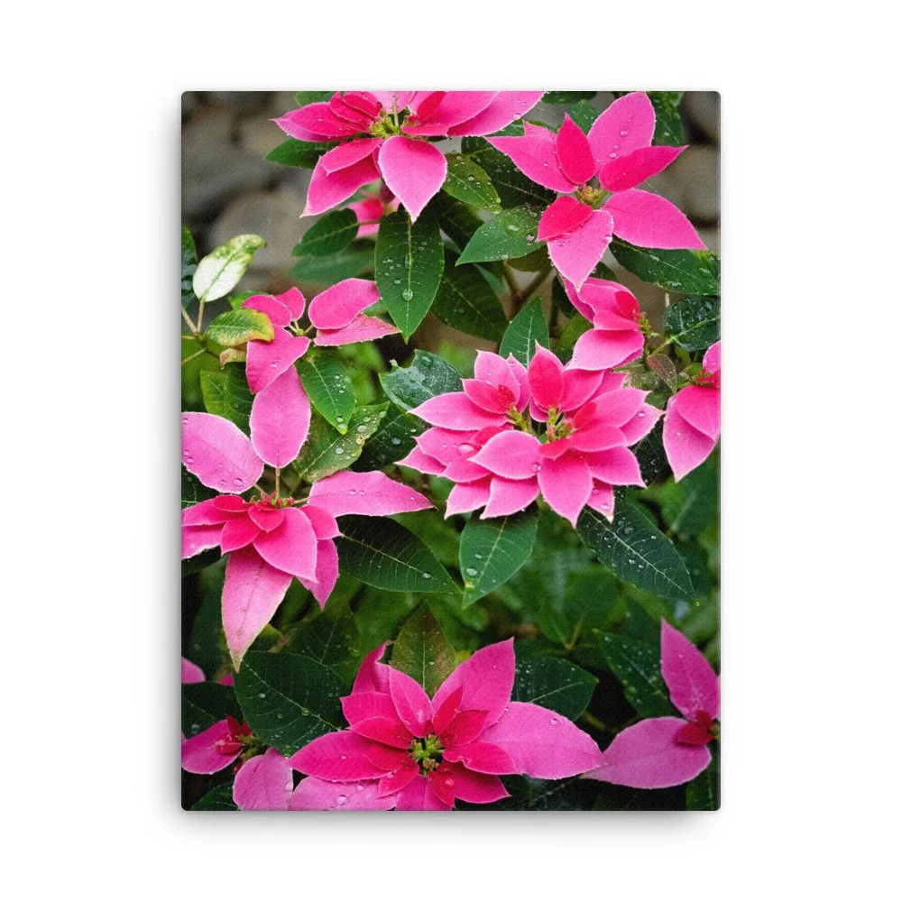 canvas-(in)-18x24-wall-63fc437456380.jpg