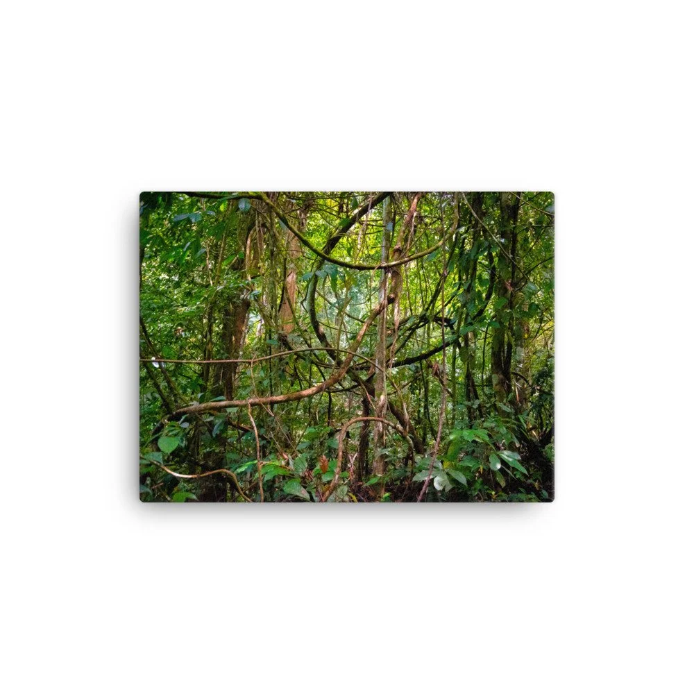 canvas-(in)-12x16-wall-63fc478a4ba44.jpg