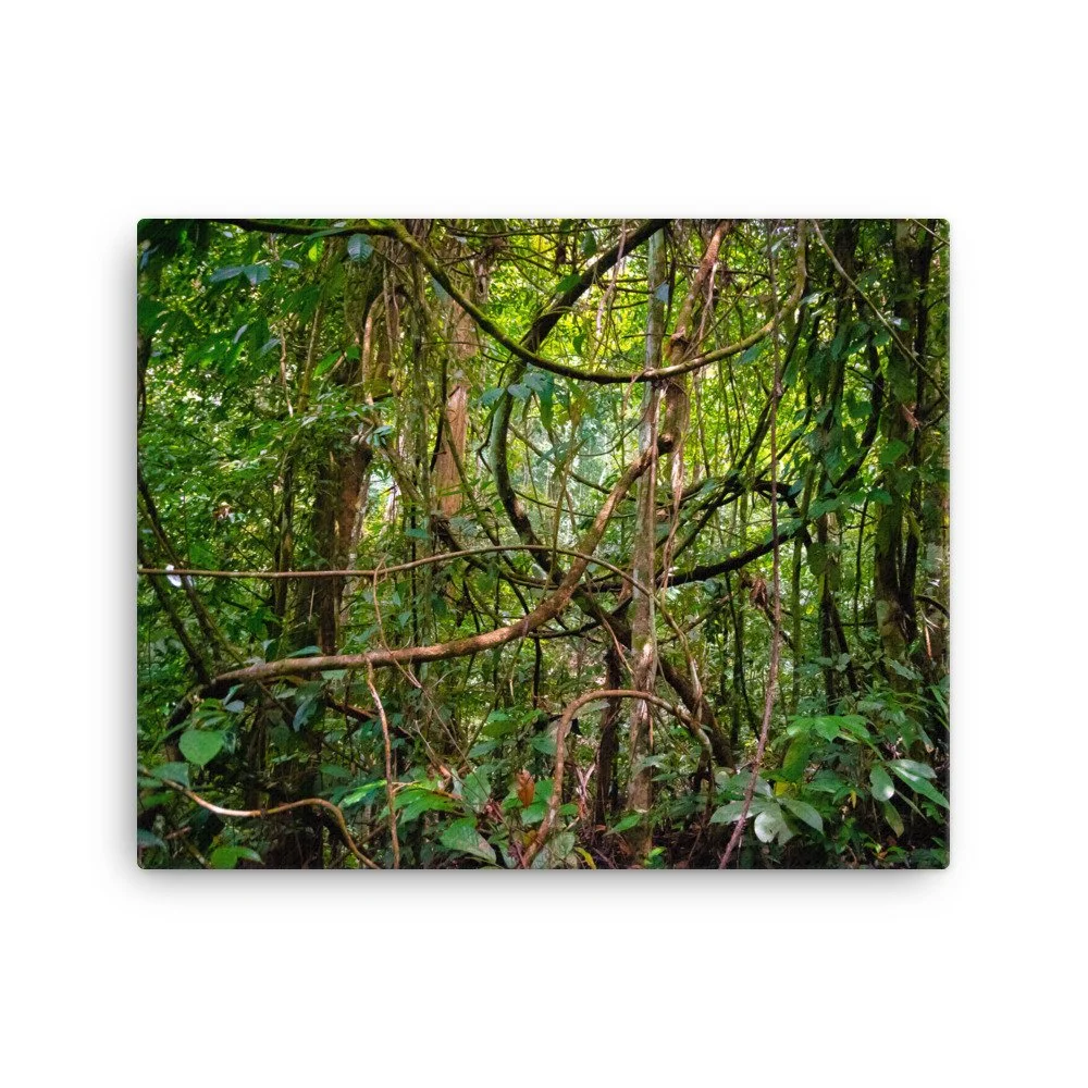 canvas-(in)-16x20-wall-63fc478a4bb6d.jpg