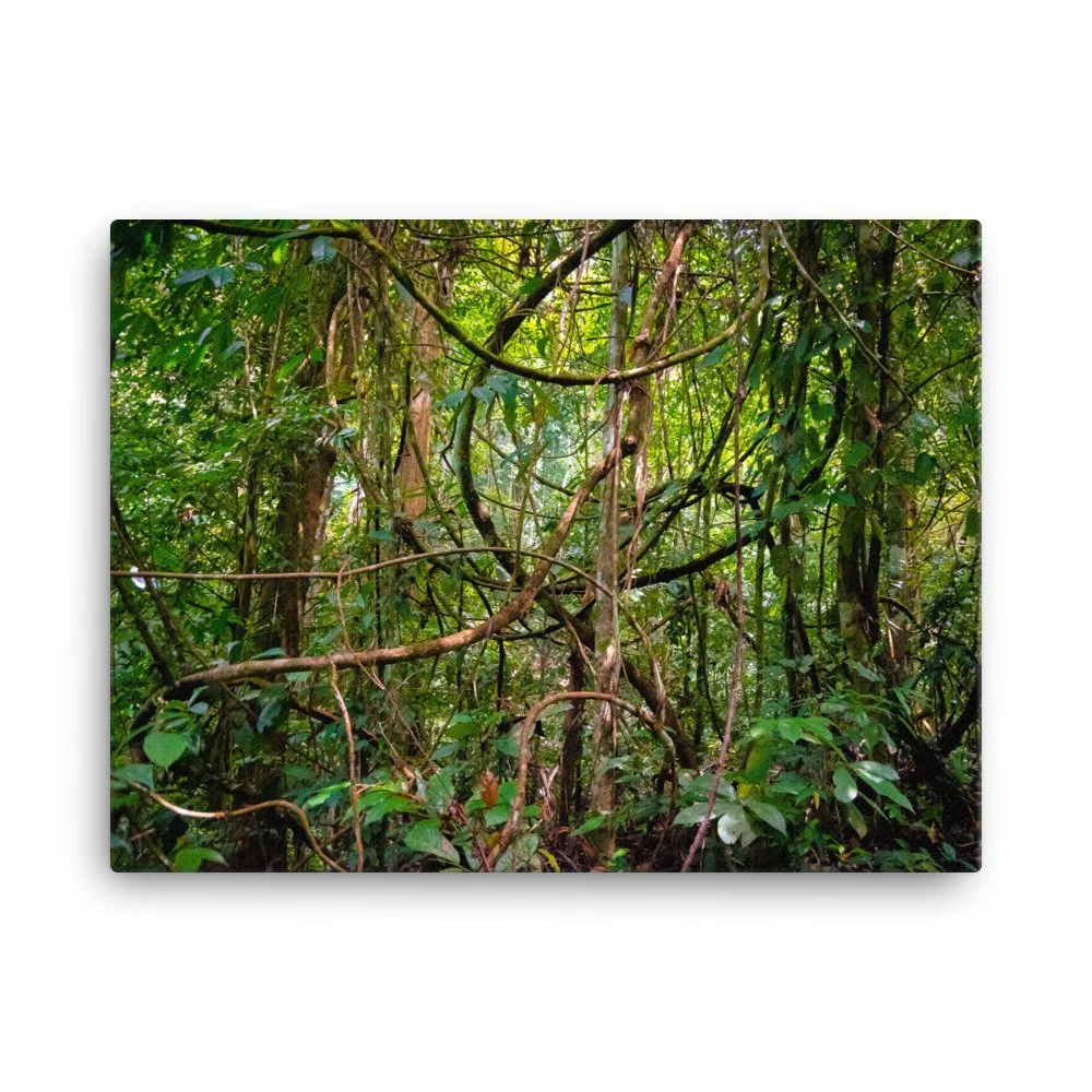 canvas-(in)-18x24-wall-63fc478a4bbfc.jpg