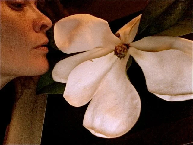 magnolia1.jpg