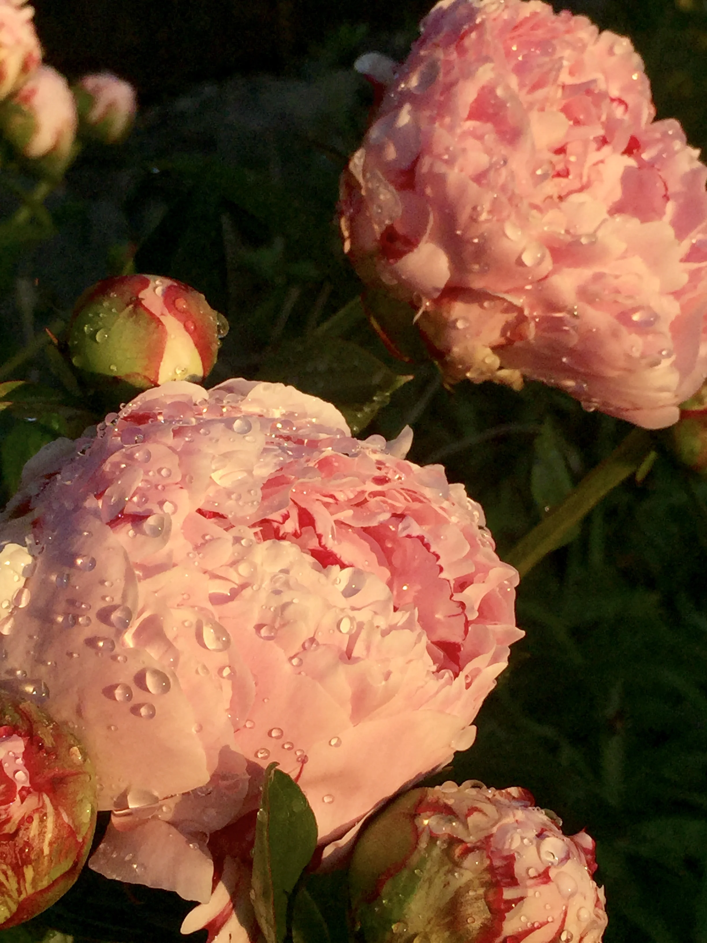 IMG-1614.jpg