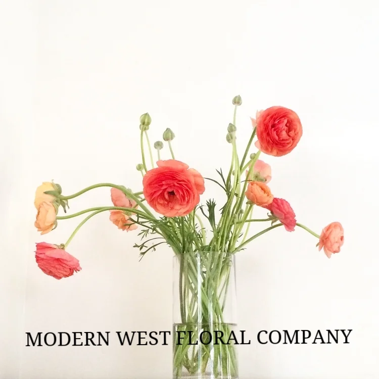 MODERN WEST FLORAL