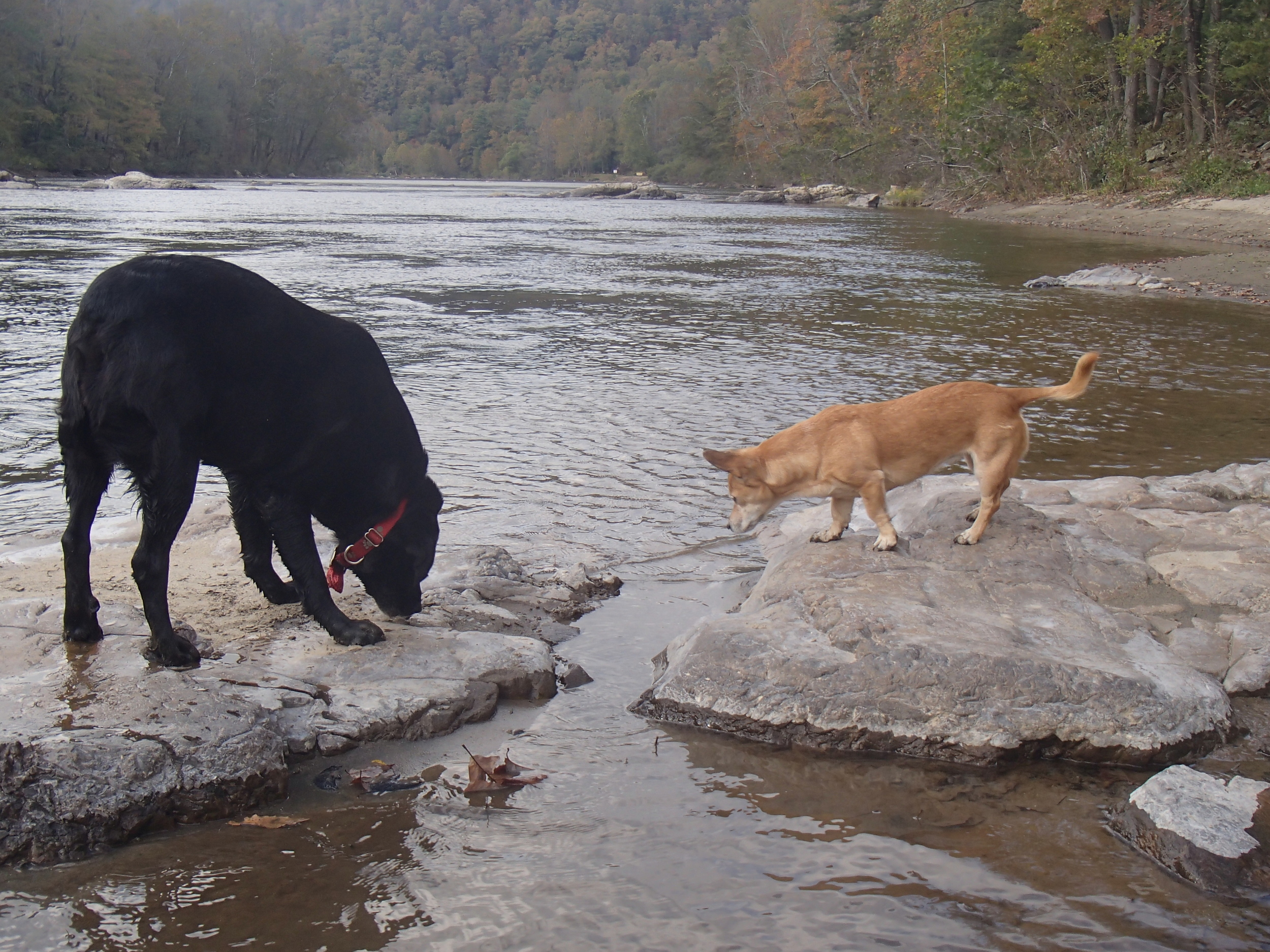 Smoky and P go fishing