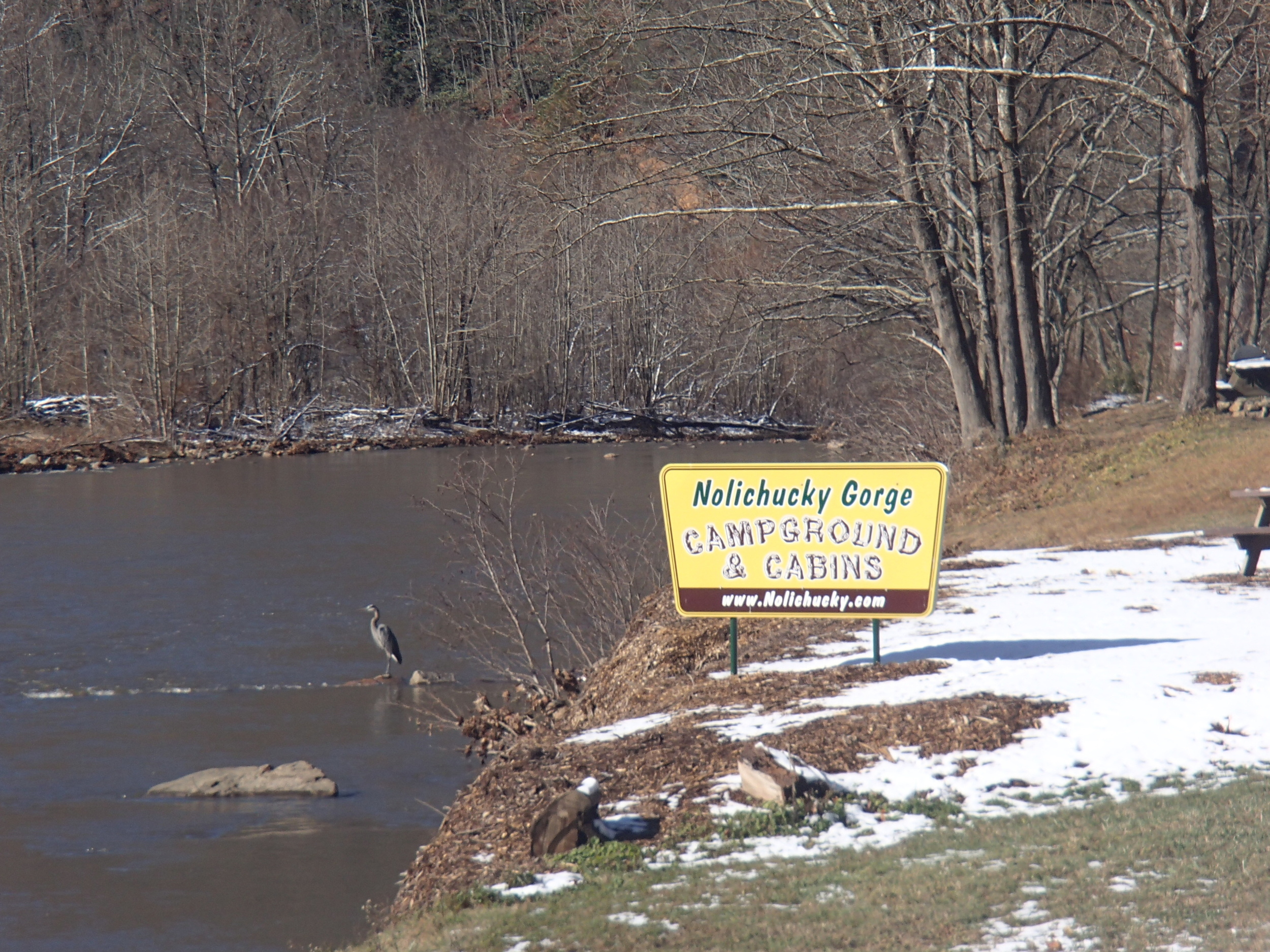 Blue herons share the river with us