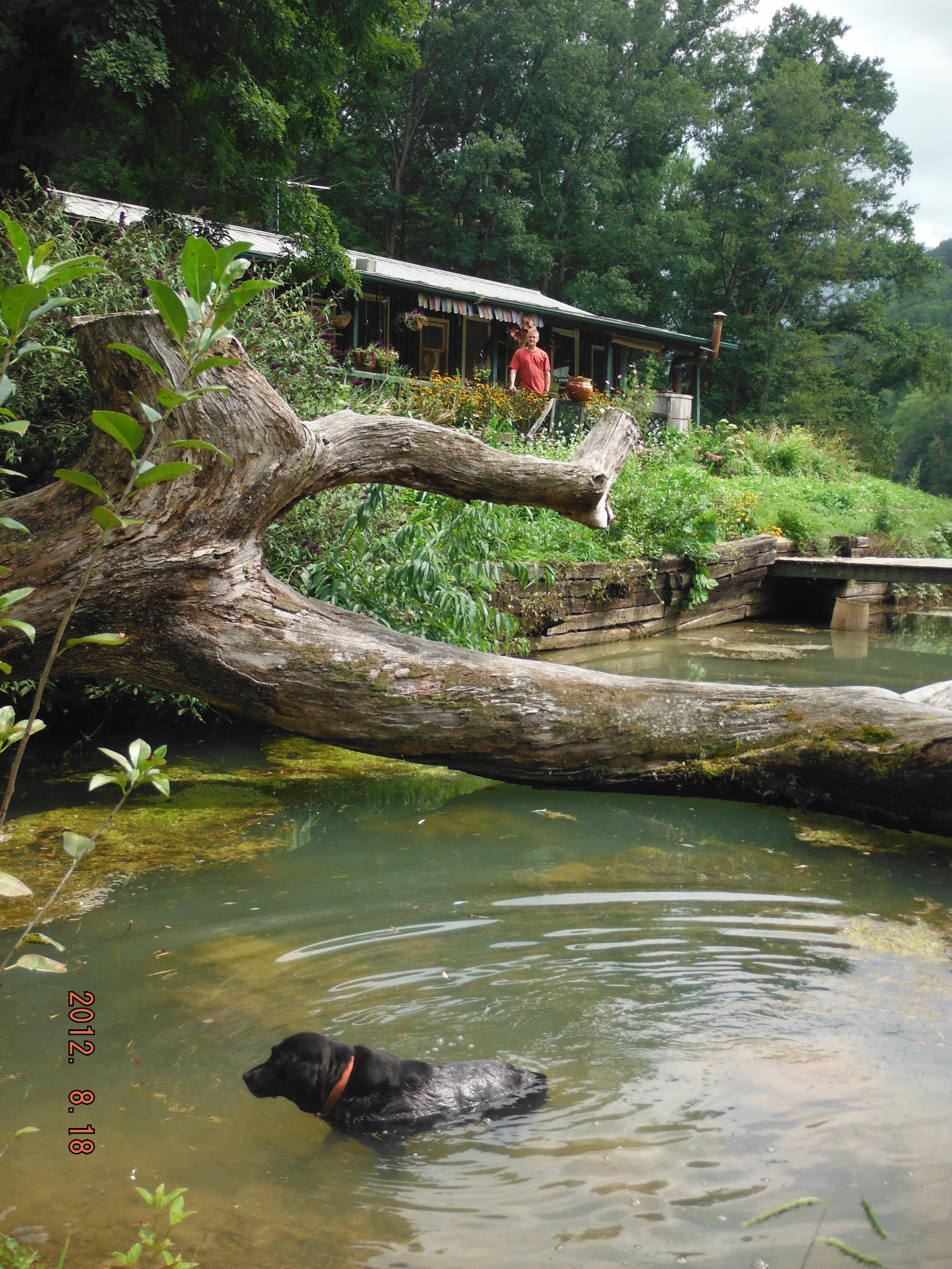 Smoky takes a dip in the pond