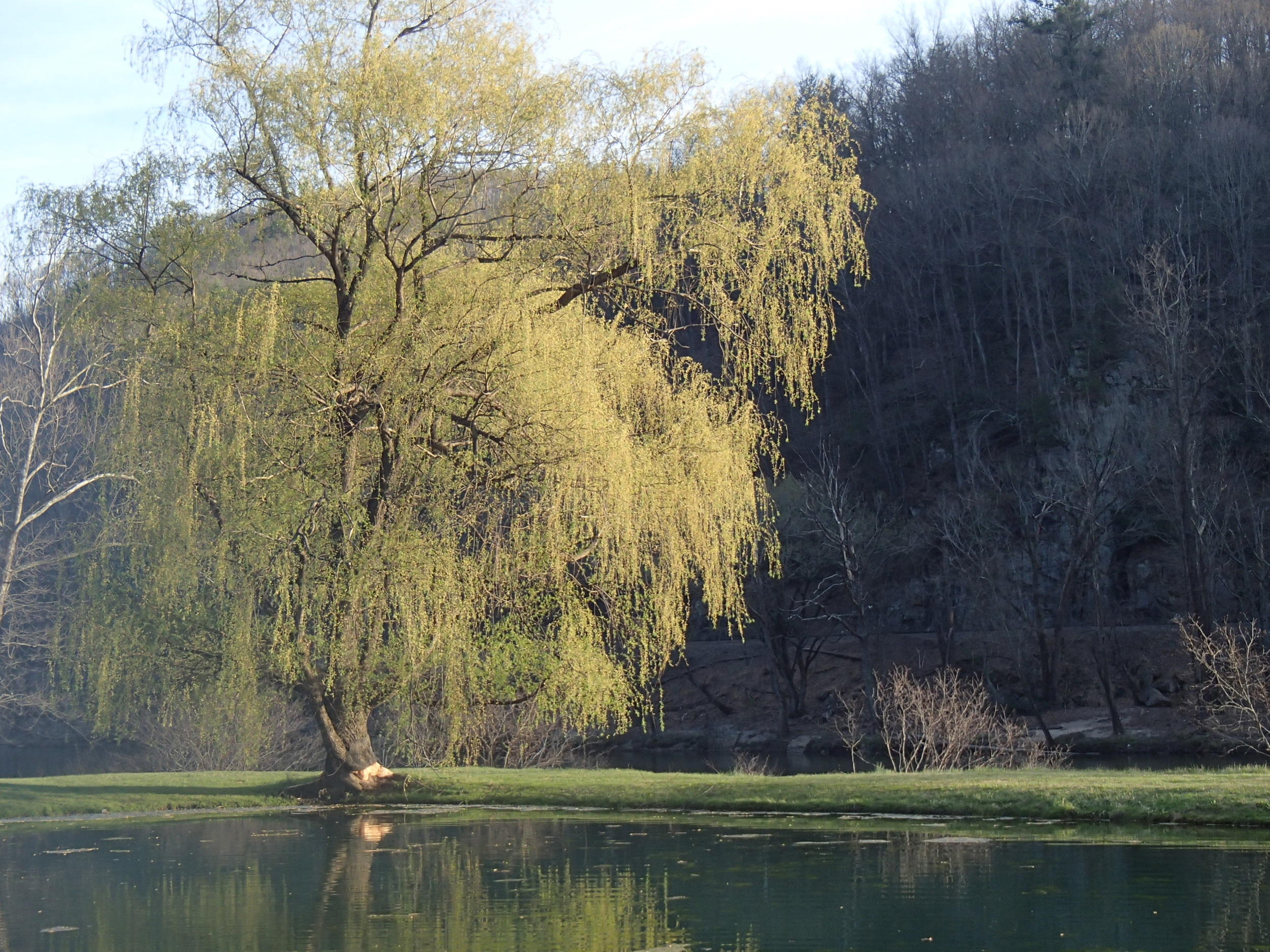 Willow tree by the pond