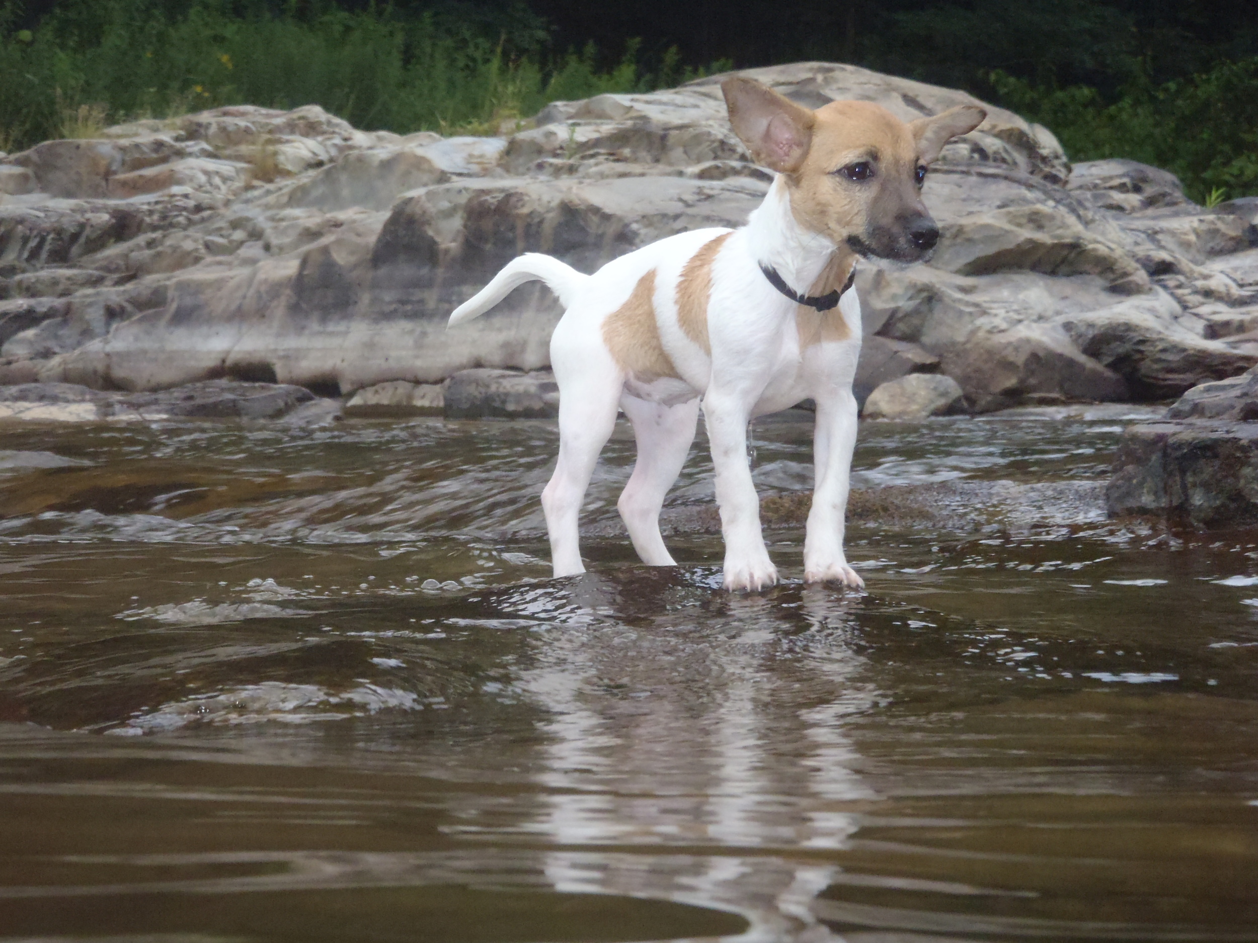River pup, not afraid!